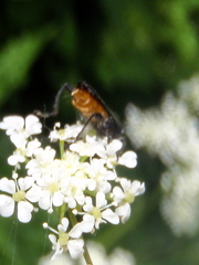 Callimus abdominalis