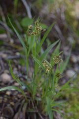 Luzula multiflora multiflora