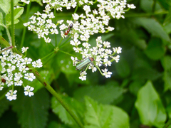 Callimus abdominalis