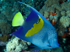 Pomacanthus maculosus