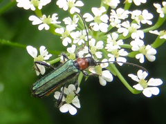 Callimus abdominalis