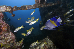 Pomacanthus maculosus