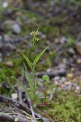 Luzula multiflora multiflora