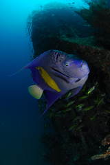 Pomacanthus maculosus