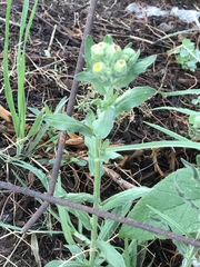 Erigeron variifolius