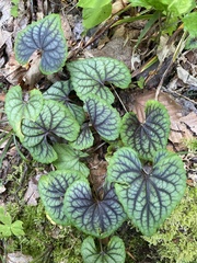Viola walteri