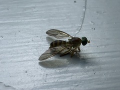 Ptecticus trivittatus