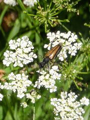 Anastrangalia dubia
