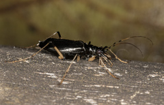 Oxycheila