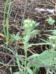Erigeron variifolius