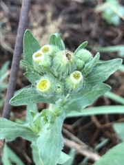Erigeron variifolius