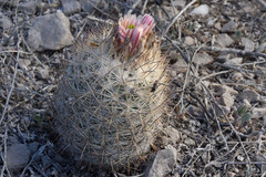 Echinomastus mariposensis