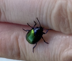 Chrysolina auripennis