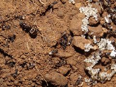 Forelius antarcticus