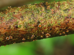Pezicula ocellata