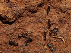 Forelius antarcticus