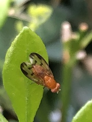 Homoneura