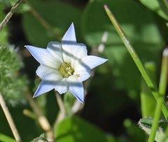 Gentiana fremontii