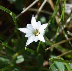 Gentiana fremontii