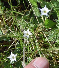 Gentiana fremontii