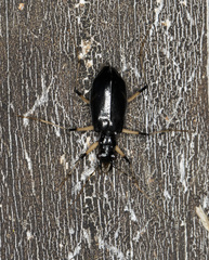 Oxycheila