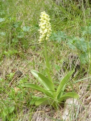 Orchis pallens