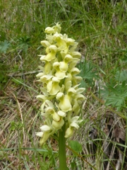 Orchis pallens