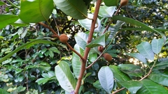 Myristica insipida
