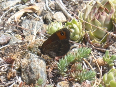 Erebia triarius