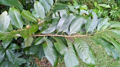 Myristica insipida