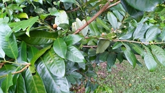 Myristica insipida