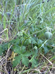 Geranium oreganum