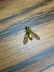 Ptecticus trivittatus