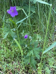 Geranium oreganum