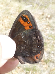Erebia triarius