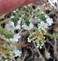 Cryptantha intermedia intermedia