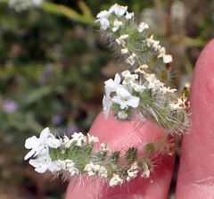 Cryptantha intermedia intermedia