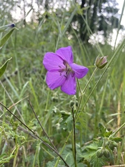 Geranium oreganum