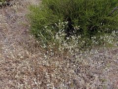 Cryptantha intermedia intermedia