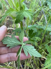 Geranium oreganum