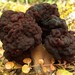 Gyromitra - Photo (c) Jason Hollinger, some rights reserved (CC BY)