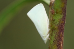 Colgaroides acuminata