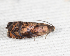 Grapholita prunivora