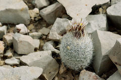 Echinomastus mariposensis