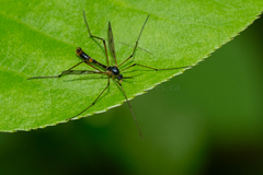 Ptychoptera quadrifasciata