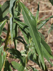 Helianthus californicus