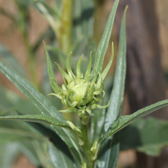 Helianthus californicus