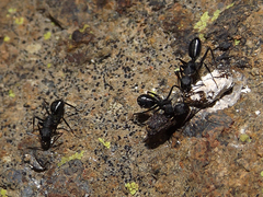 Camponotus