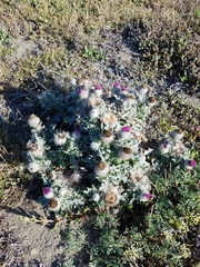Cirsium occidentale compactum