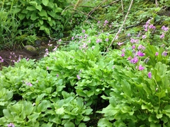 Primula austrofrigida
